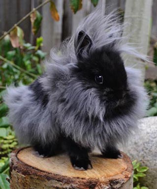 lionhead rabbit lifespan