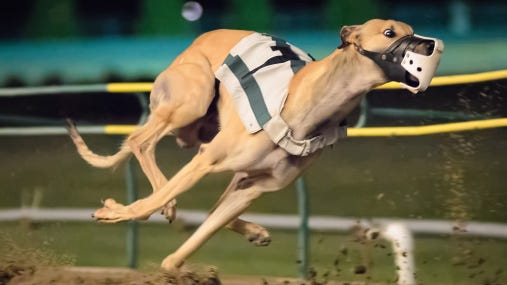 live dog racing