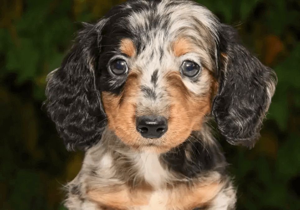 long haired dachshund for sale