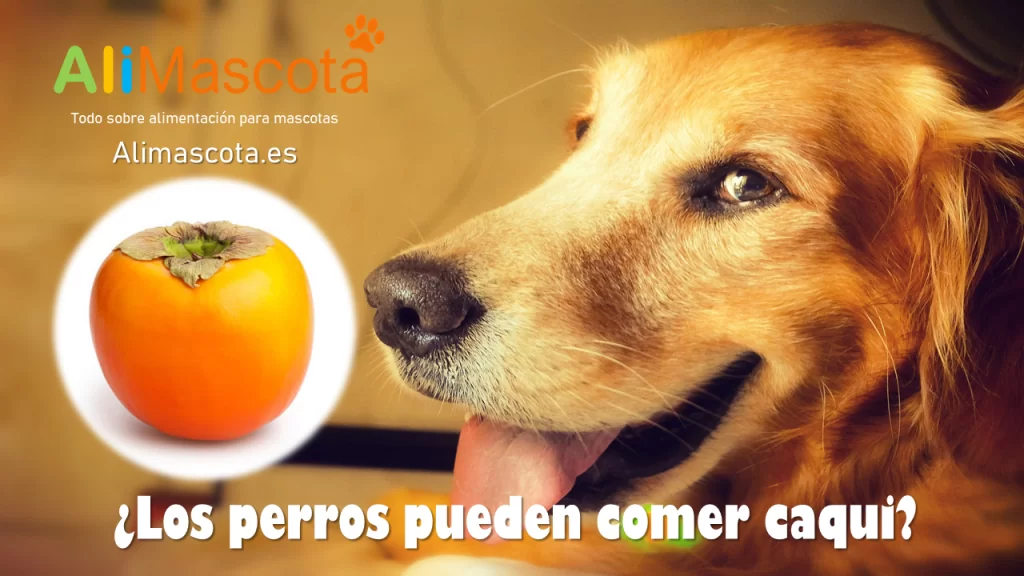 los caquis son buenos para los perros