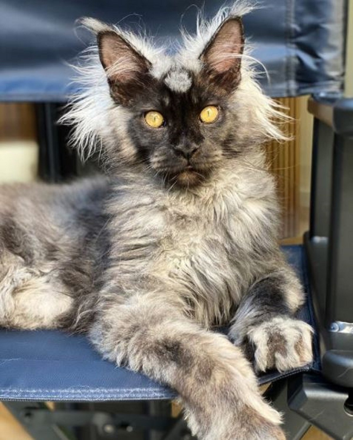 maine coon pics