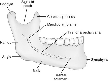 mandible anatomy radiology