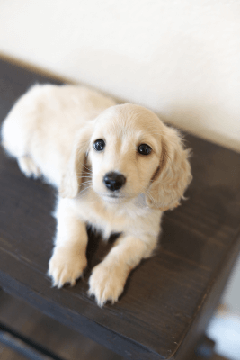 mini golden dachshund for sale