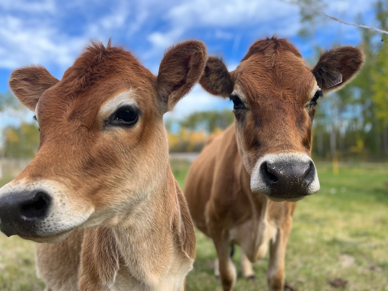 mini jersey cow