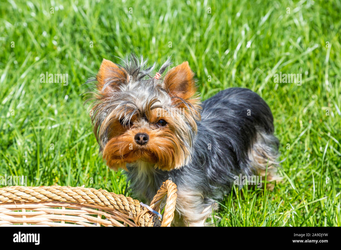 mini toy yorkshire