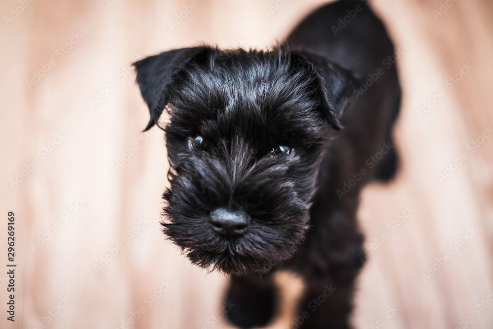 miniature schnauzer black puppy