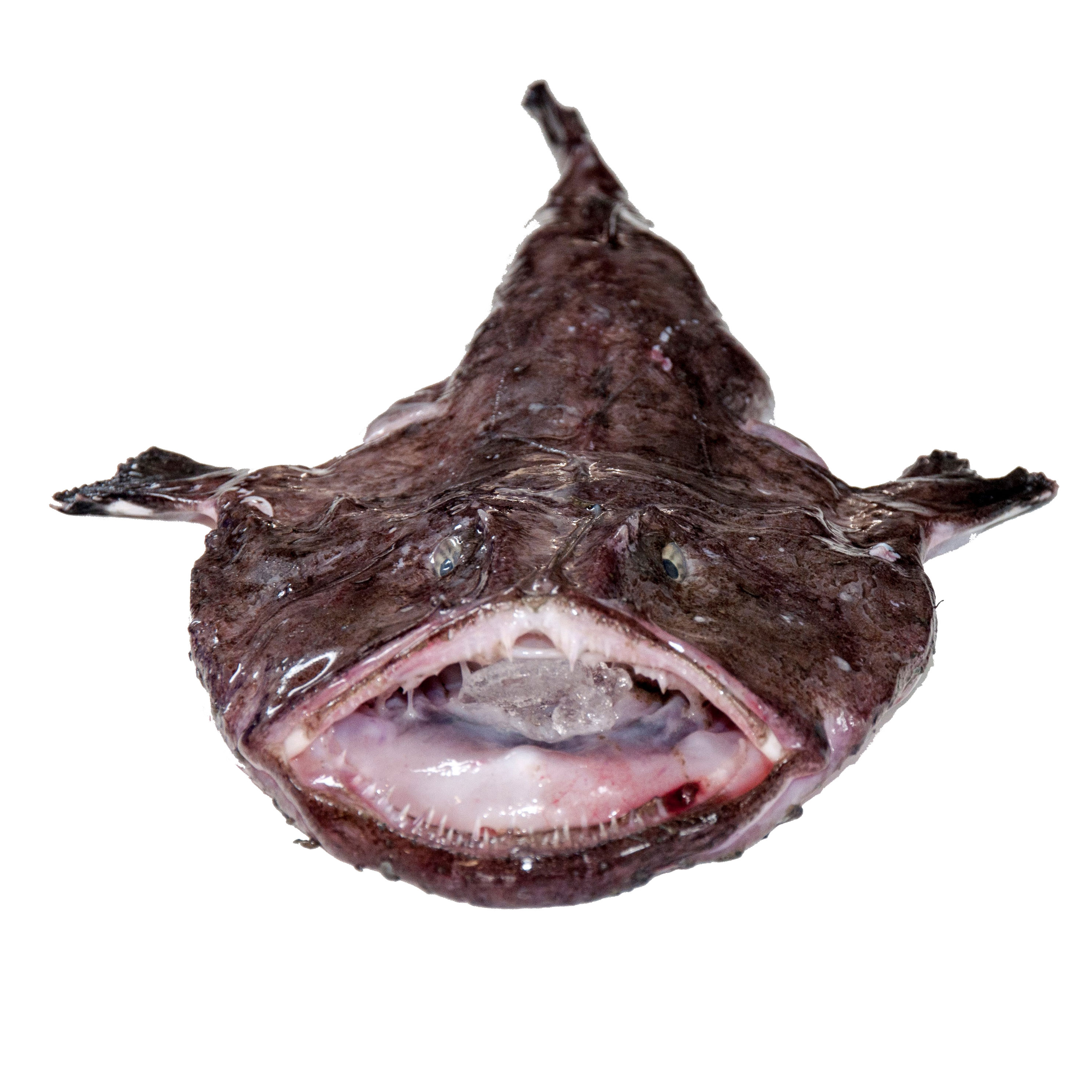 monkfish pics