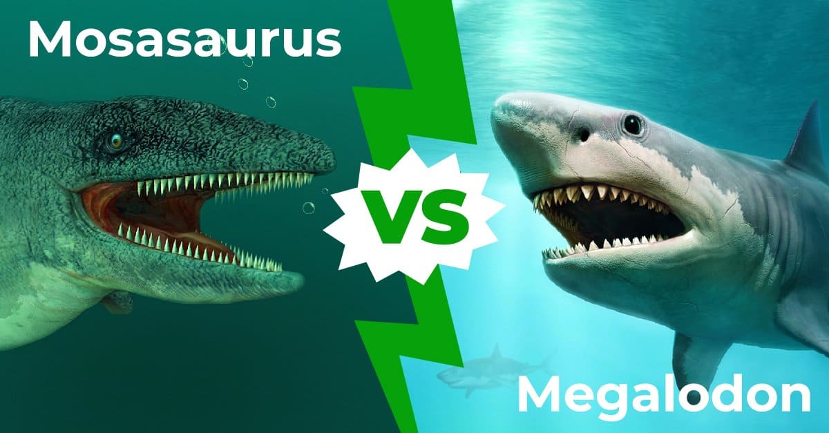 mosasaurus vs megalodon