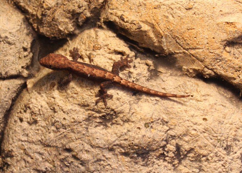 mourning gecko for sale uk