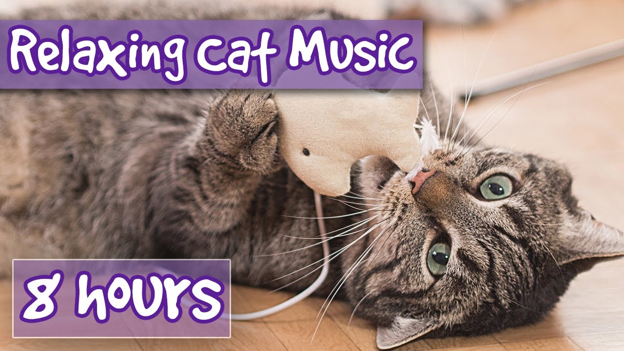 music that relaxes cats