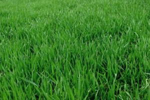 naperville organic lawn care