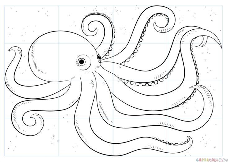 octopus pictures to draw