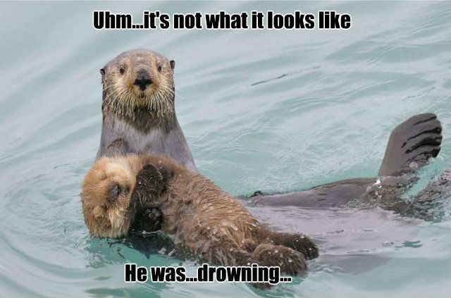 otter memes