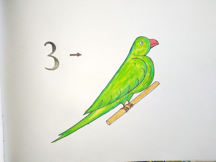 parrot kids drawing