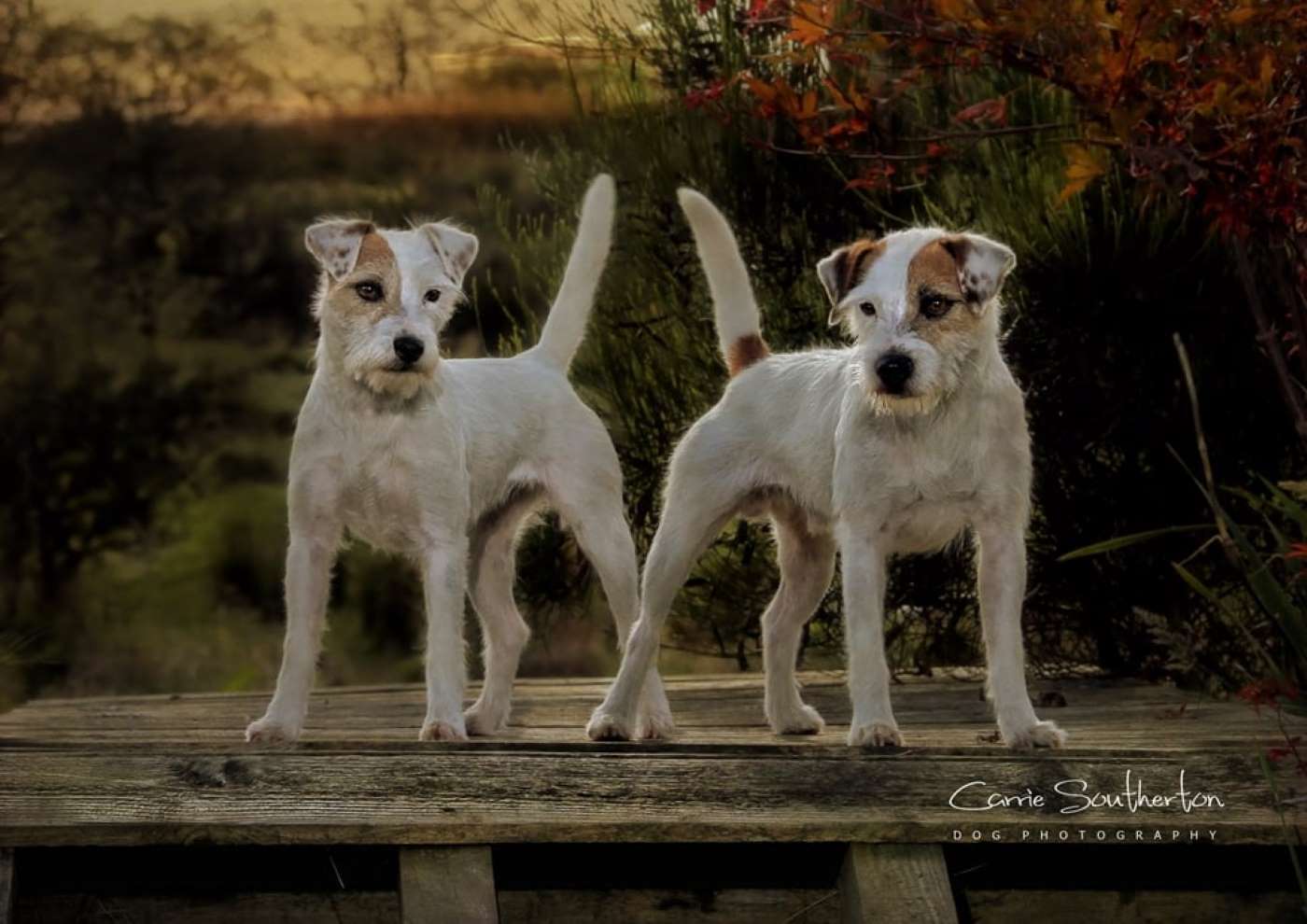 parsons russell terrier for sale