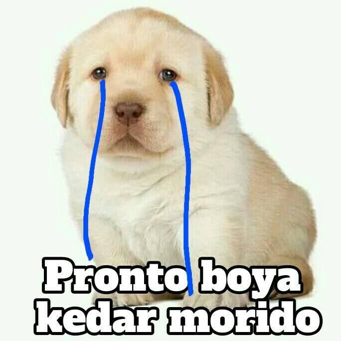 perros tristes memes