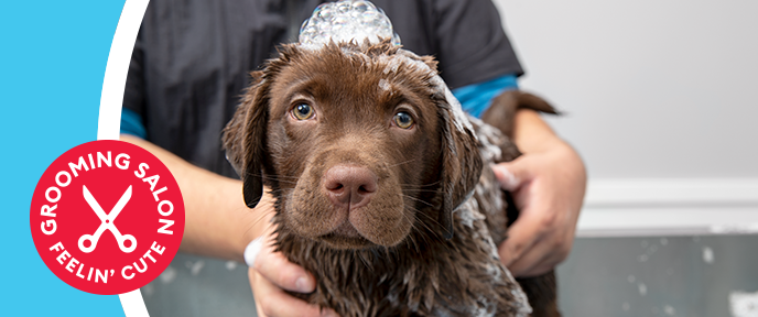 petsmart grooming brampton