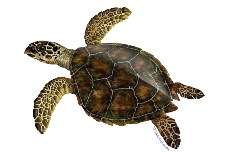 pics of a turtle