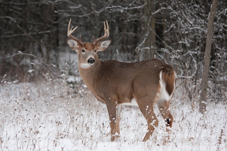 pictures of deer in the woods