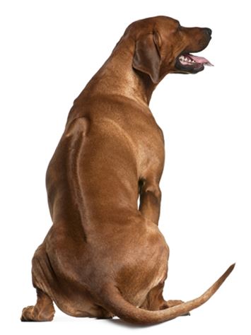 pictures of rhodesian ridgeback dogs