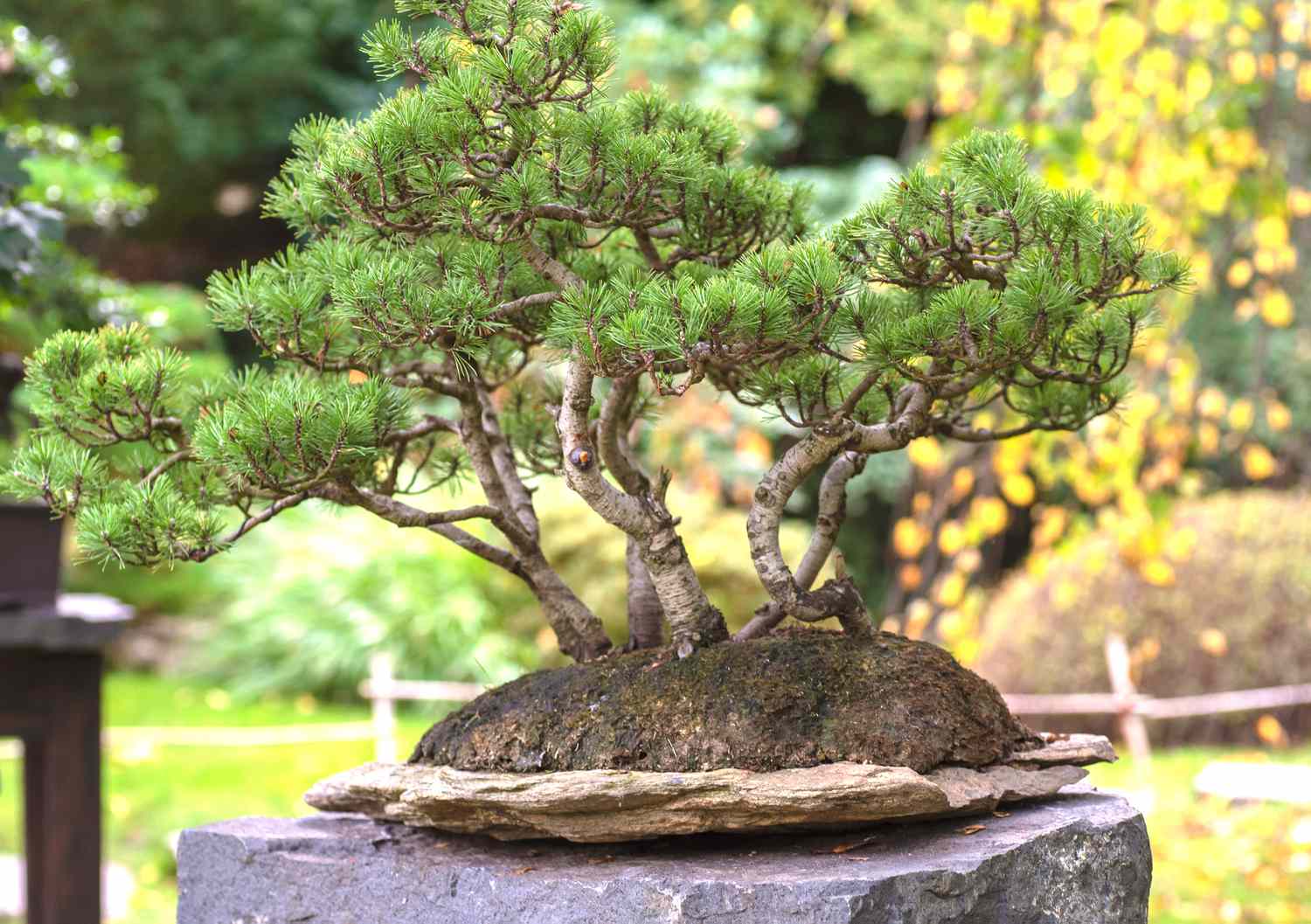 pine bonsai indoor