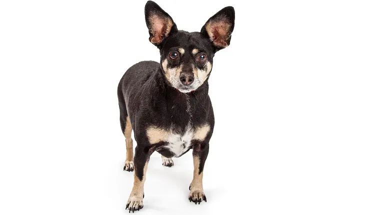 pinscher mix