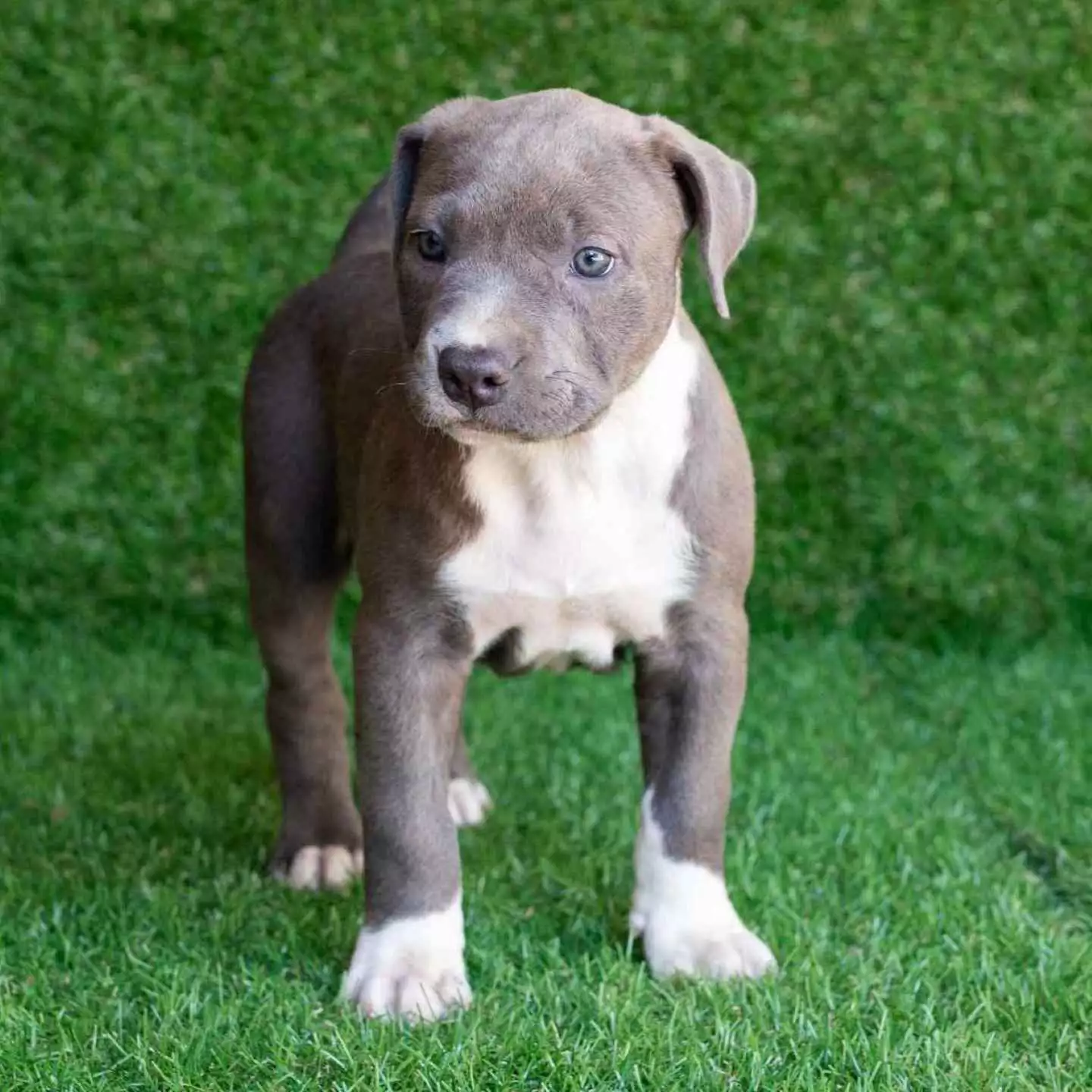 pitbull dog puppy for sale