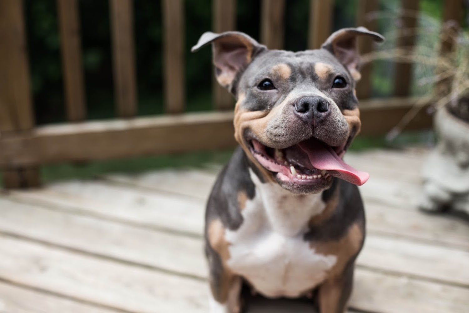 pitbull rescue pittsburgh