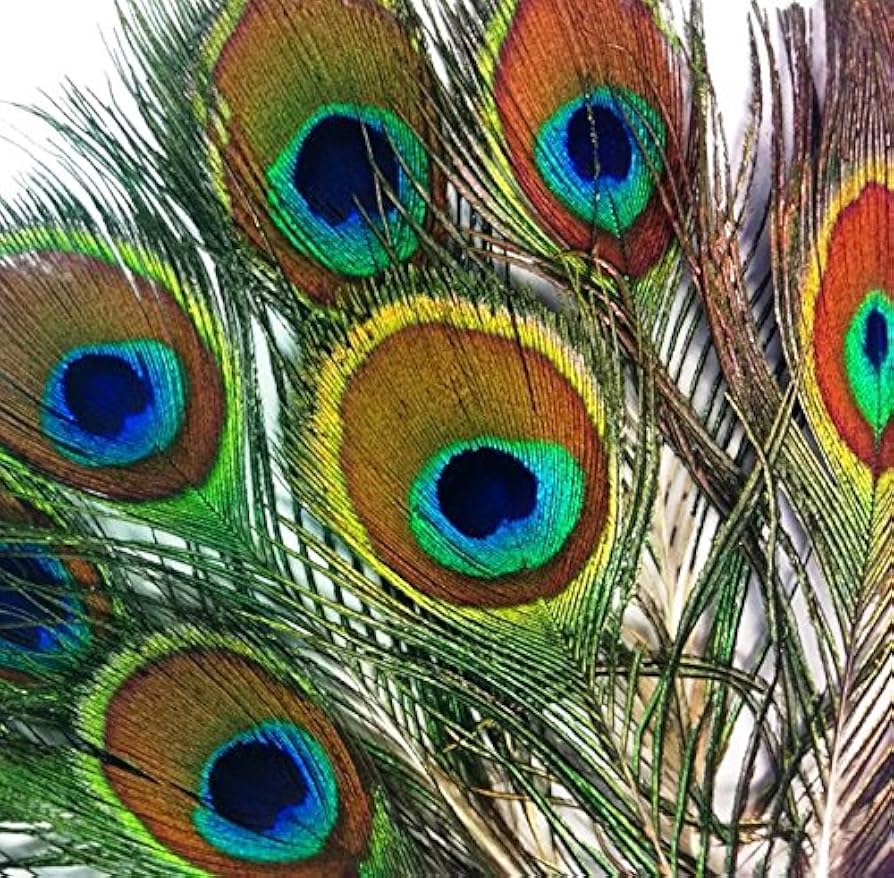 plumas de pavo real