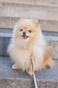 poodle pomeranian mix