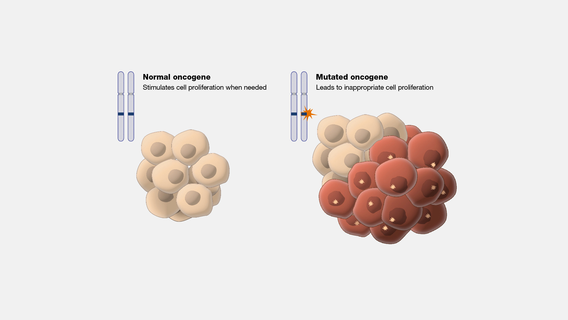 proto oncogene