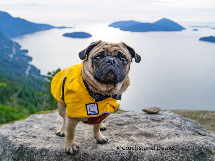 pug jacket