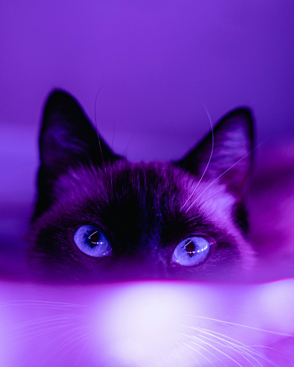 purple aesthetic