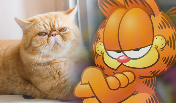 q raza de gato es garfield