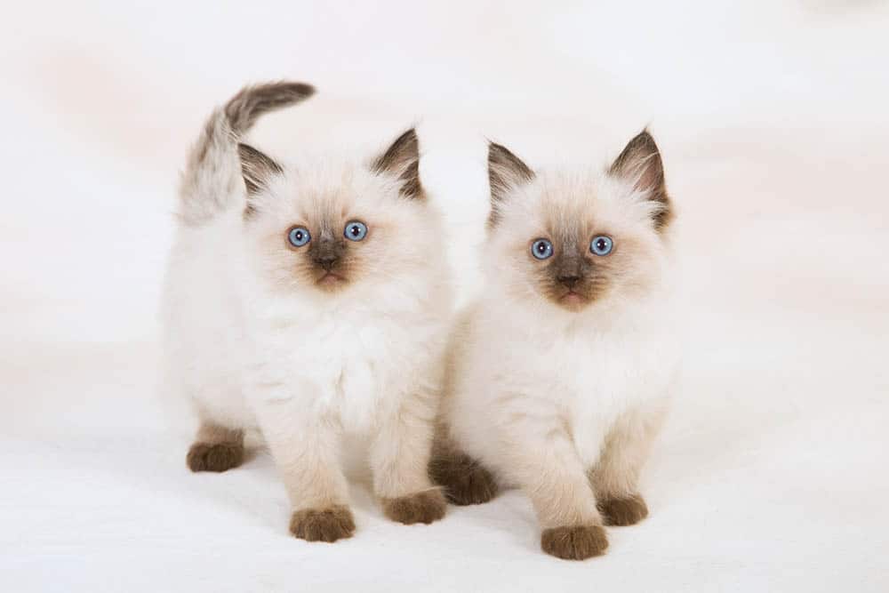 ragdoll kittens for sale