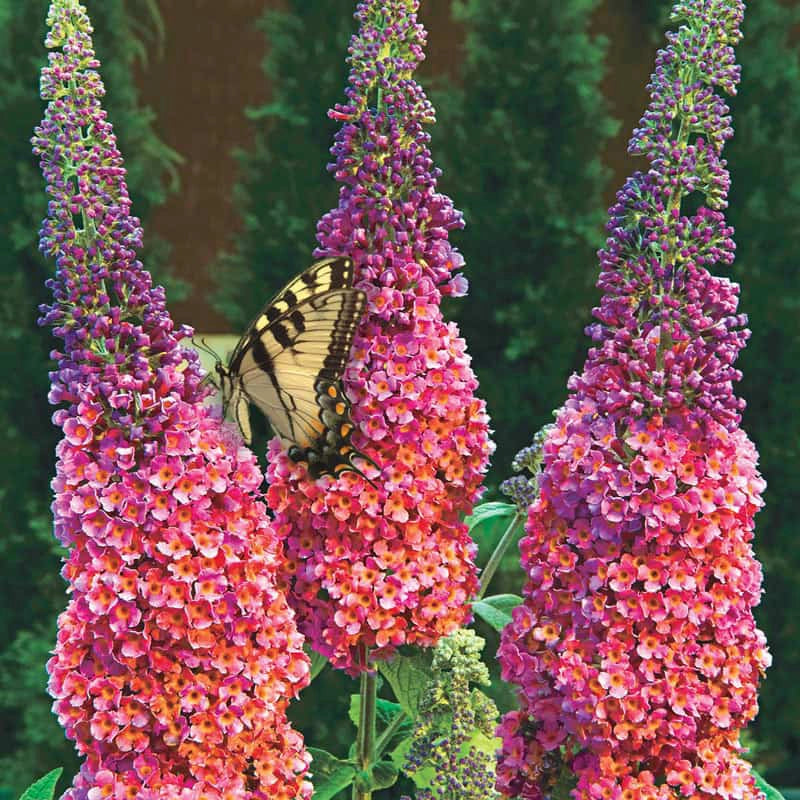 rainbow butterfly bush