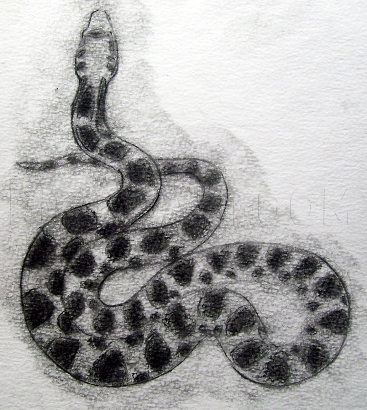 realistic snake drawing