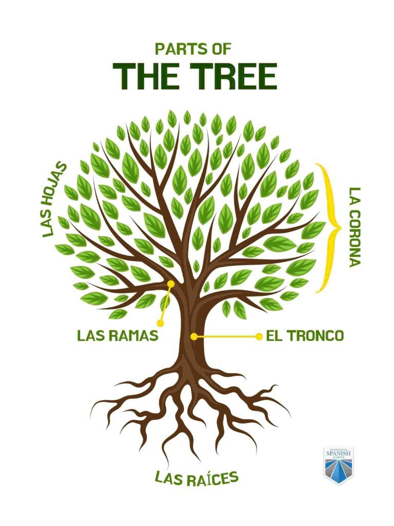 roots in spanish translation