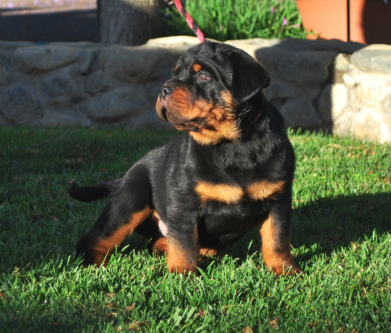 rottweiler for sale near me