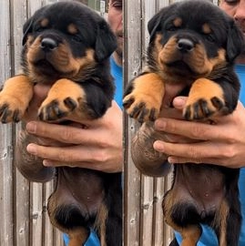 rottweiler puppies for sale leeds