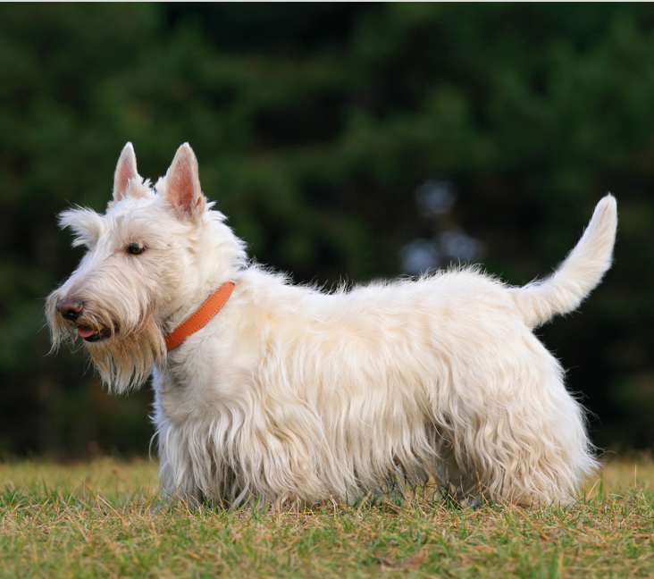 scottie puppies for sale ontario