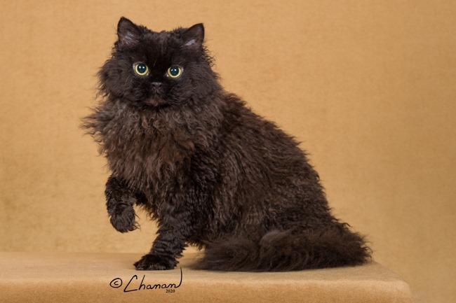 selkirk rex cats for sale