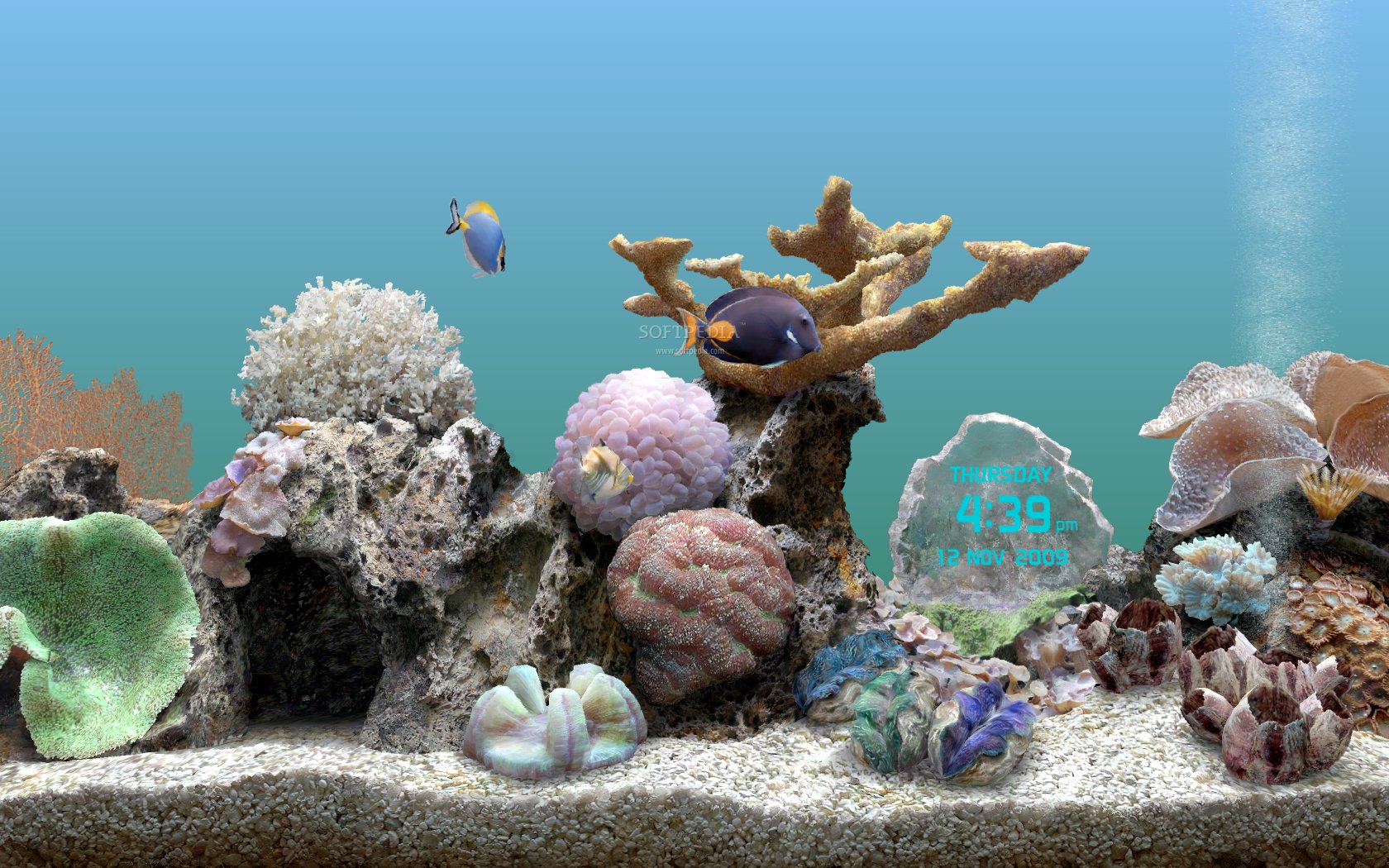 serene screensaver aquarium free