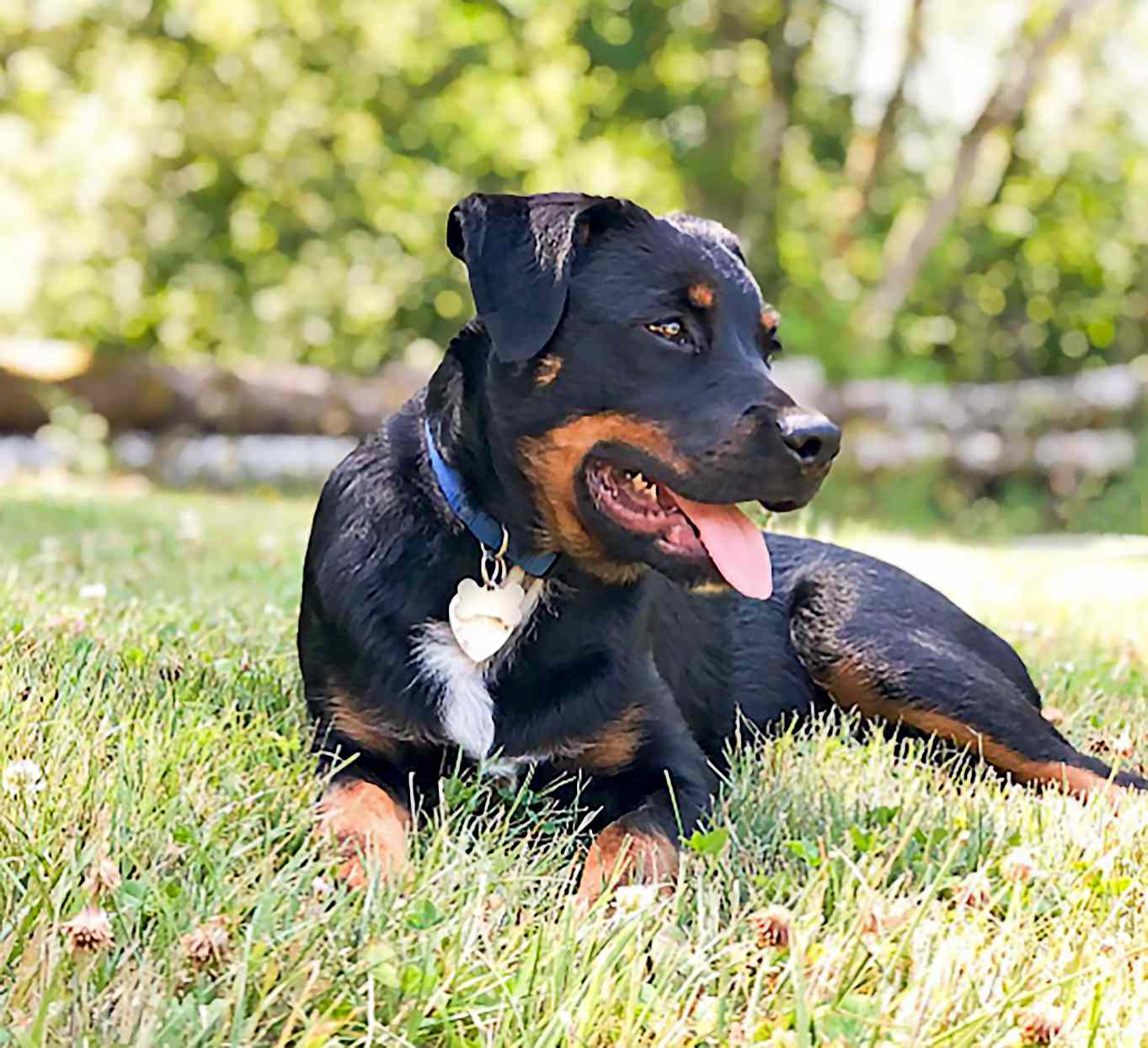 shepherd rottweiler cross