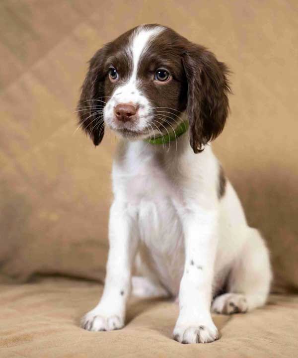 show springer spaniels for sale