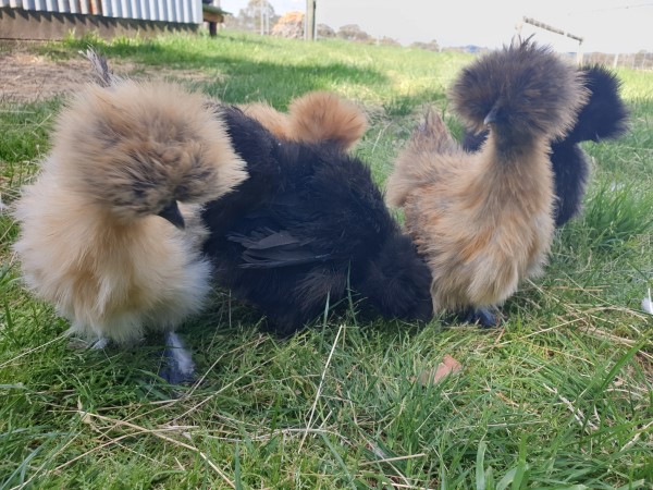 silkie chickens for sale melbourne