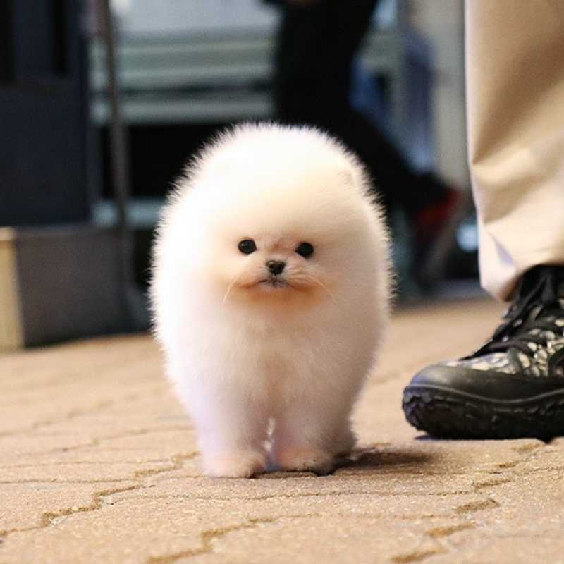 smallest pomeranian