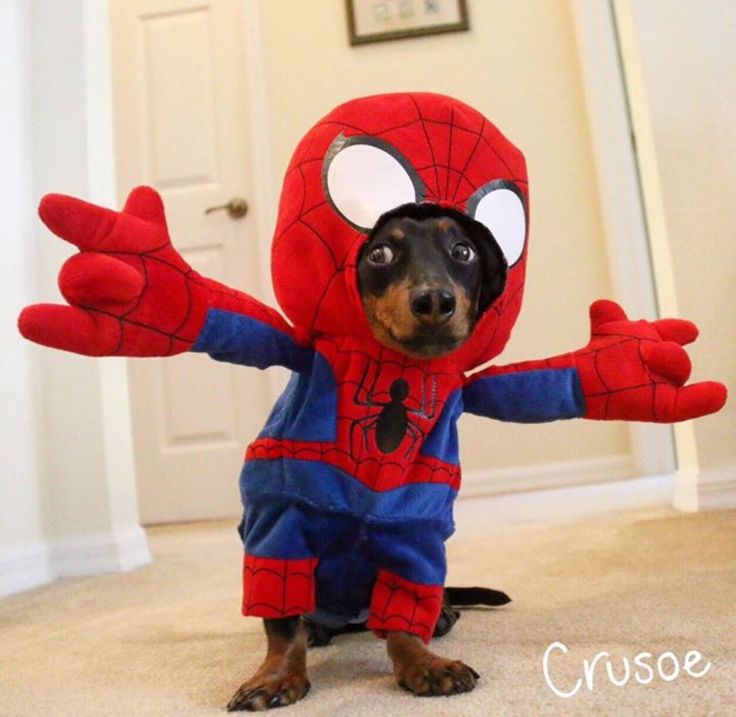 spiderman dog costume