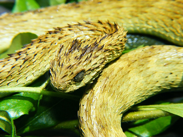 spiny bush viper