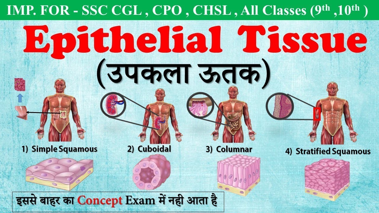 squamous epithelium meaning in hindi